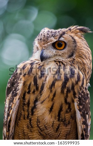 Close up of owl staring to the left with green background