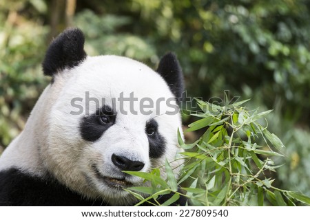 Close up of a happy panda