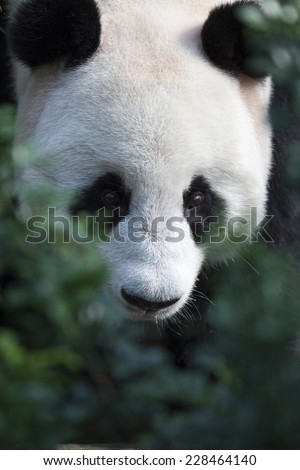 Close up of giant panda behind foliage