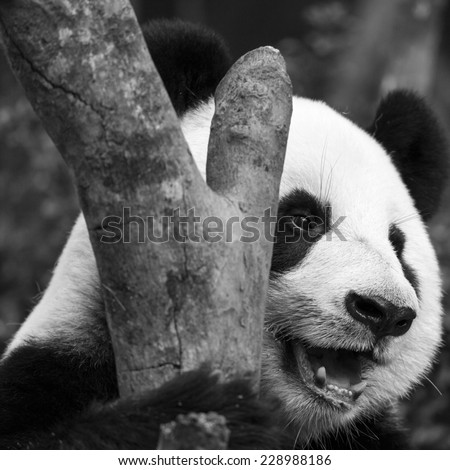 Close up of a happy giant panda hugging a tree trunk