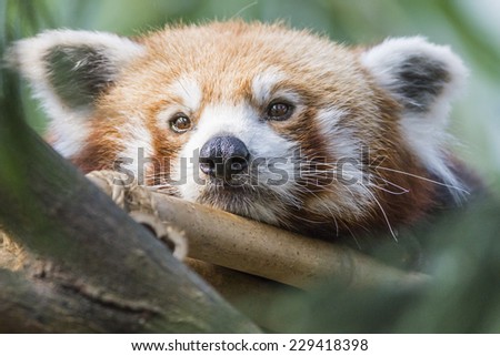 Close up of red panda