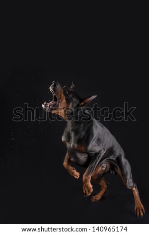 Jumping black dog