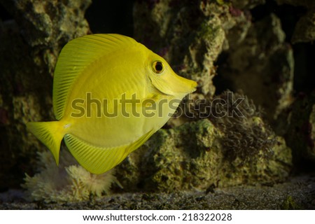 Side view of yellow tang fish in front of corals and live rocks with yellow anemone and xenia