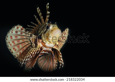 Scorpion dragon fish with black background. Lion fish with all spikes and venoms raised up ready