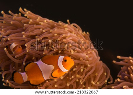 Ocellaris percule clown-fishes in their home enjoying their time in saltwater aqurium