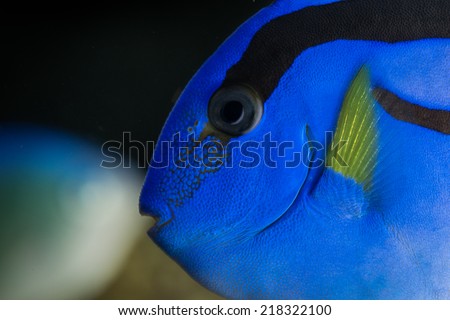 Blue marine tag fish in detail saltwater aquarium hippo tang