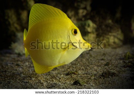 Elegant and exotic hawai yellow tang swimming in reef marine aquarium side view of tropical fish