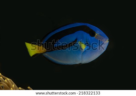 Side view of juvenile blue tang surgeon fish without marine ich disease in fish only saltwater tang