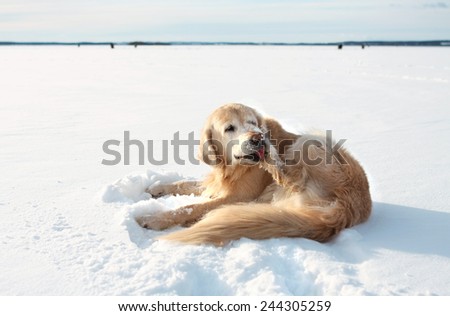 Labrador retriever dog playing in snow in the winter outdoors. Winter day snow horizon