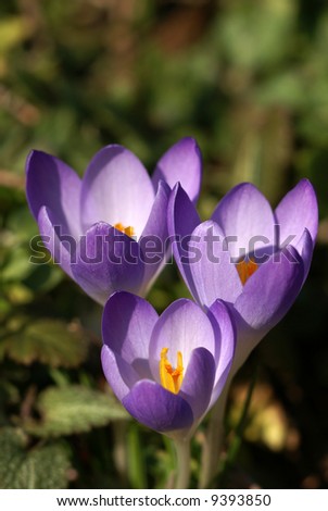 three crocuses in the beginning of the spring