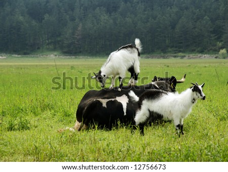 funny scene on the meadow with a cow and two young goats playing