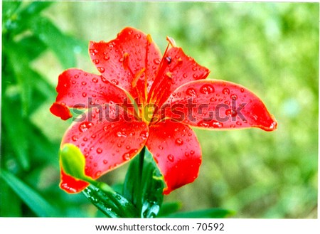 Lily After the Rain