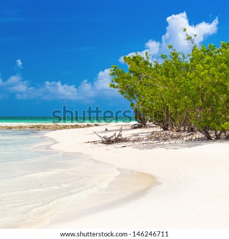 Virgin tropical beach with mangroves near the water in Coco Key, Cuba