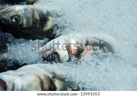 Beautiful fish frozen in ice in a market