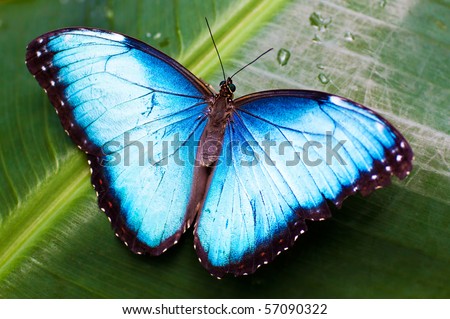 Beautiful blue butterfly on a wet green leave