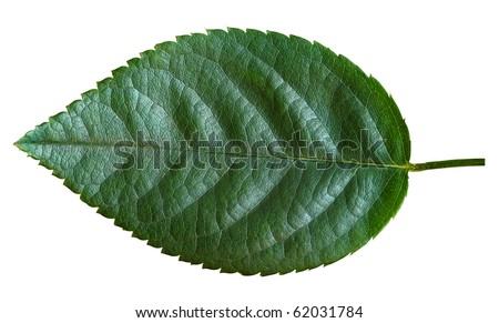 Serrated Leaf