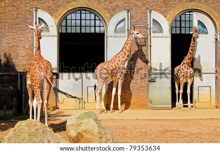 Giraffes at the London Zoo in Regent Park