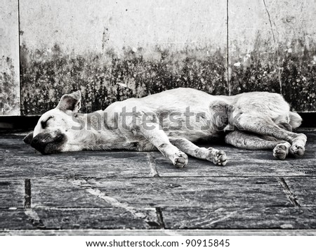 Black and white image of an abandoned homeless stray dog sleeping on the street