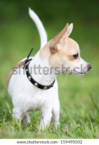 Small chihuahua dog with a brave expression standing on green grass with a shallow depth of field