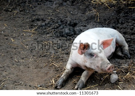 Cute pig with muddy paws resting in a pig pen