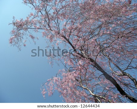 Huge tree shot from below covered in pink blossoms and framed against a blue sky