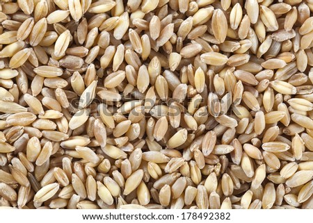 detail of some wheat seeds