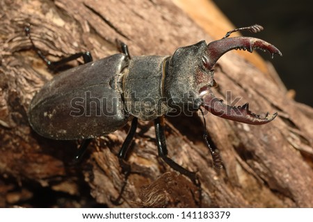 stag beetle (Lucanus cervus) on an old trunk