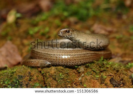 slow worm (Anguis fragilis) to the sun on the mossy ground