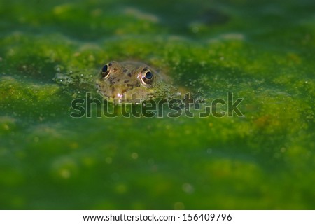 the common frog (Pelophylax perezi) are on duckweed