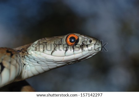 Grass Snake (Natrix natrix) head raising defensiveness
