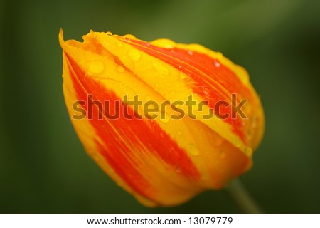 Orange tulip with water drops on top of it (park Keukenhof in the Netherlands). Shallow dof (focus on upper left side).