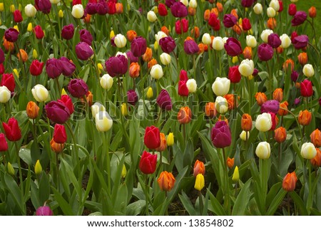 Many differently colored tulips. Picture taken in the Netherlands (park Keukenhof).