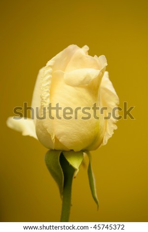 Close up picture of a nice yellow rose on yellow background
