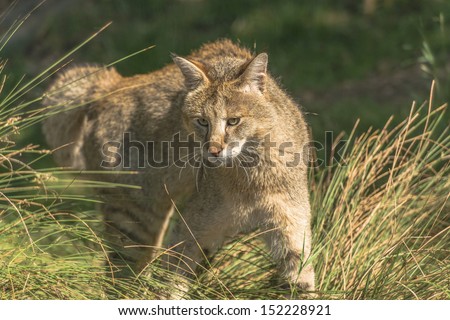 Jungle cat (Felis chaus)