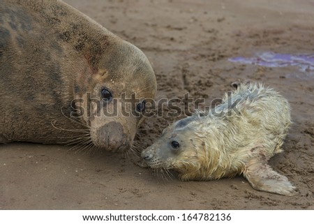 Newly born grey seal pup (Halichoerus grypus) on the beach with it\'s mother in the background, Donna Nook, UK