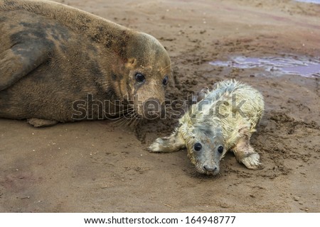 Newly born grey seal pup (Halichoerus grypus) on the beach with it\'s mother in the background, Donna Nook, UK