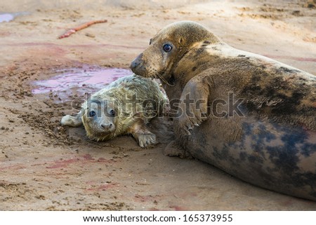 New born grey seal pup (Halichoerus grypus) on the beach with it\'s mother, Donna Nook, UK