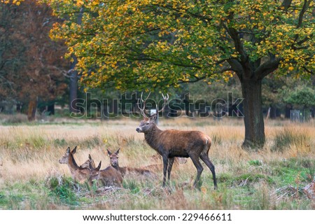 Red deer in the autumn Richmond park, London, UK