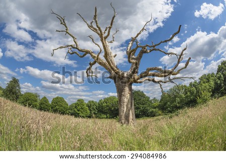 A dead tree on Parliament Hill in Hampstead Heath park, London, England, UK - fisheye perspective
