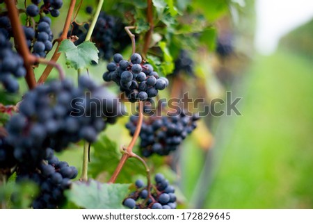 Grapevine in autumn. Grape in vineyard just before harvesting. Horizontal food and drinks book photography. close up.