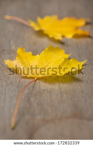 Two yellow maple leaves on top of wooden surface. Vertical. Autumn colors in maple leaf.
