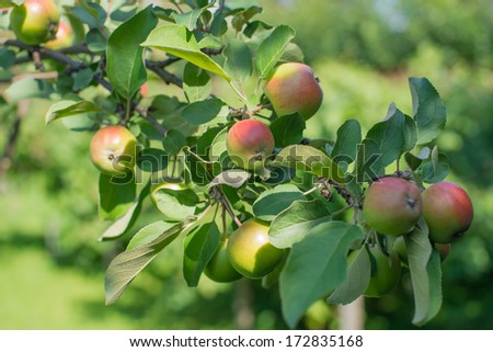 Apples in apple tree. Close up to branch and apples. Sunny summer day. green background.