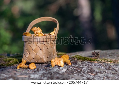 Fresh picked mushrooms in the basket. Harvesting mushrooms. Filling basket with fresh chantarelles. Starting a healthy life. Healthy diet.