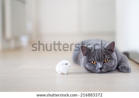 British shorthair. Want to play? British shorthair kitten laying on the floor next to toy. cat staring with yellow eyes. Grey cat at home. light background.