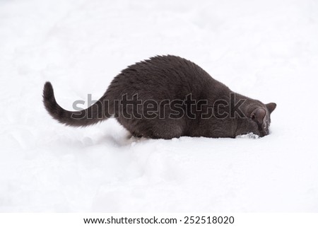 British shorthar on white backgroun. Cat digging snow. white background. Grey cat isolated.