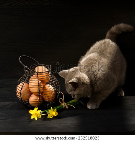 Easter themed cat photo. Easter card photo. Cat with Easter eggs and flowers. British shorthar sitting. Black background. characteristic portrait of a Easter cat.