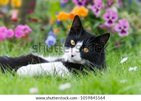 A cute cat, tuxedo pattern black and white bicolor, European Shorthair, lying on its back in a meadow in front of colorful flowers and looking curiously