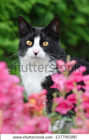 Black and white tuxedo cat looking through pink blossoms with prying eyes, portrait