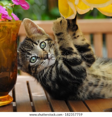 A cheeky brown tabby kitten playing on a garden table, European Shorthair, Germany
