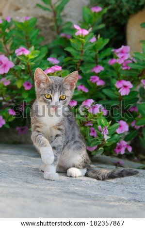 A cute blue-tabby-white kitten sitting in front of pink flowers, Cyprus